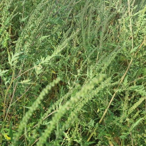 Ambrosia artemisiifolia