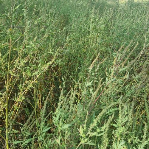 Ambrosia artemisiifolia