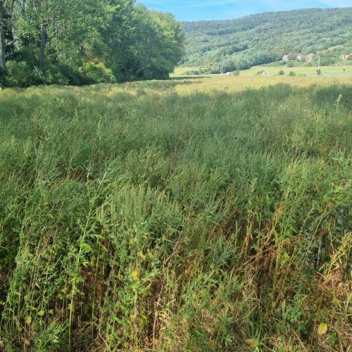 Ambrosia artemisiifolia