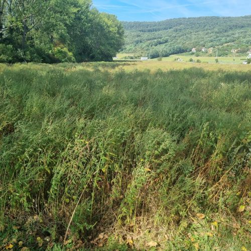 Ambrosia artemisiifolia