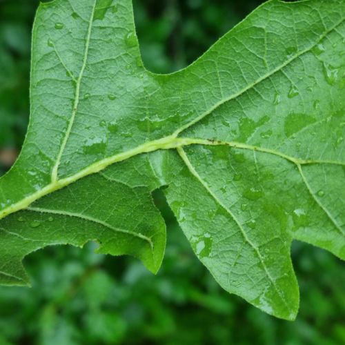 Andricus testaceipes