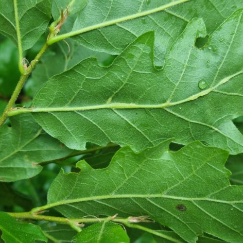 Andricus testaceipes