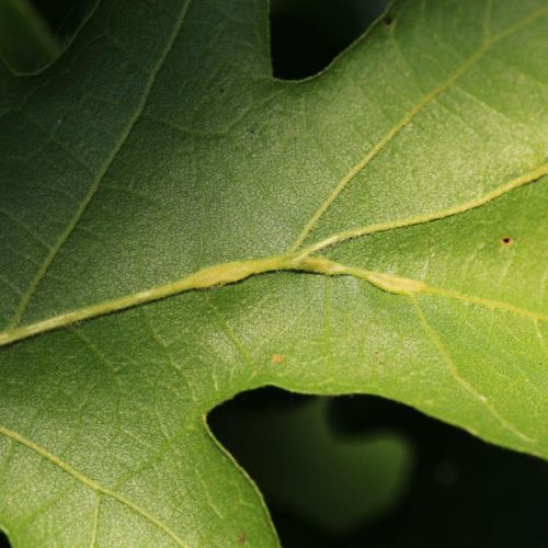 Andricus testaceipes