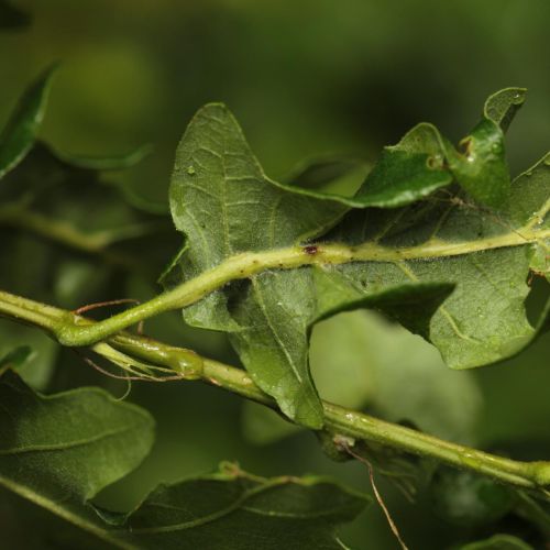 Andricus testaceipes