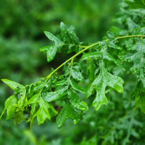 Andricus testaceipes