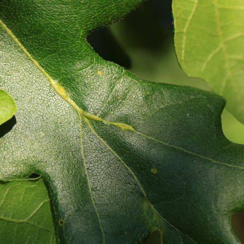 Andricus testaceipes