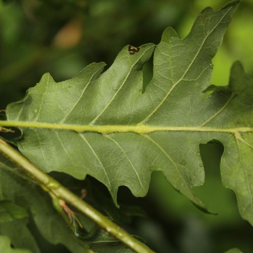 Andricus testaceipes