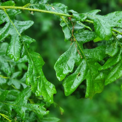 Andricus testaceipes