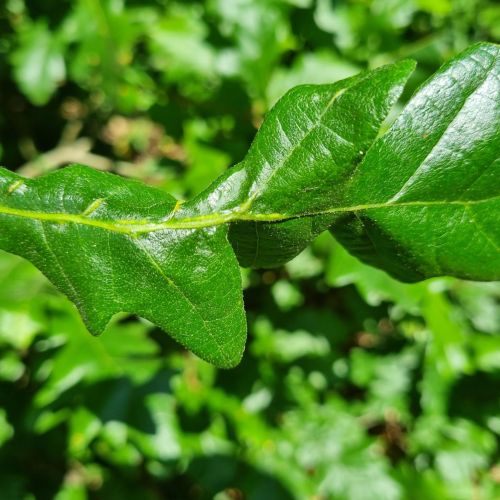 Andricus testaceipes