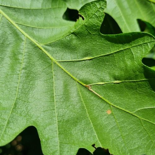 Andricus testaceipes