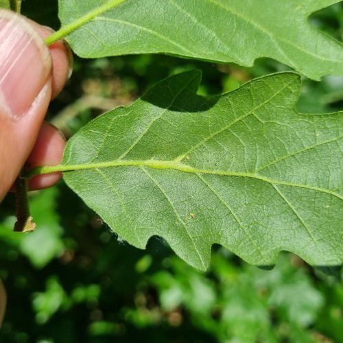 Andricus testaceipes