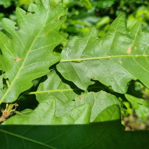 Andricus testaceipes