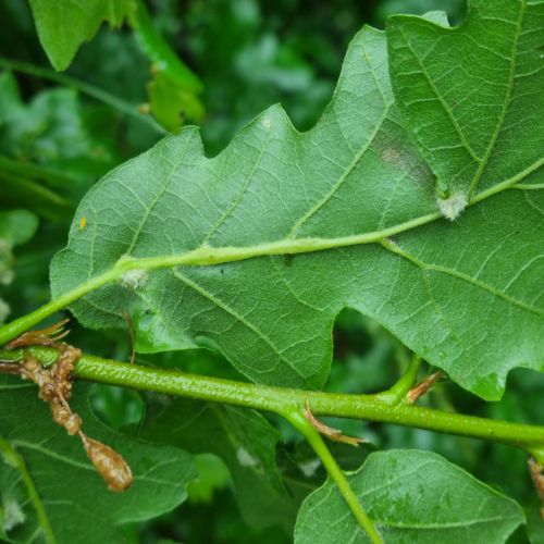 Andricus testaceipes