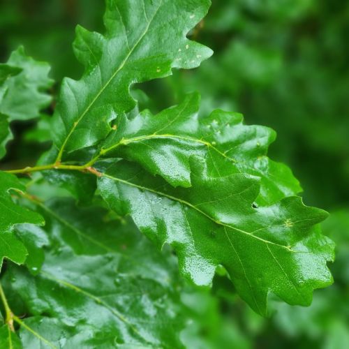 Andricus testaceipes