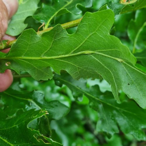 Andricus testaceipes