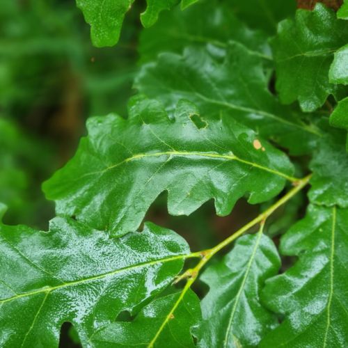 Andricus testaceipes