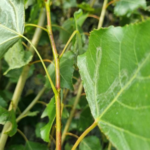 Phyllocnistis unipunctella