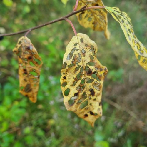 Bucculatrix frangutella