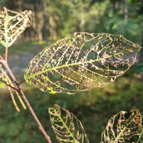 Bucculatrix frangutella
