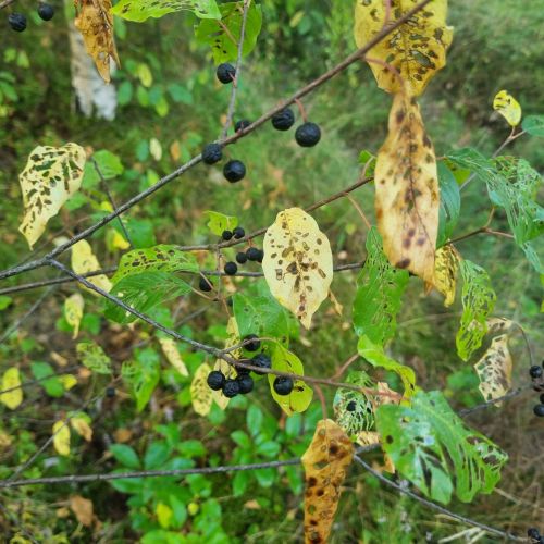 Bucculatrix frangutella