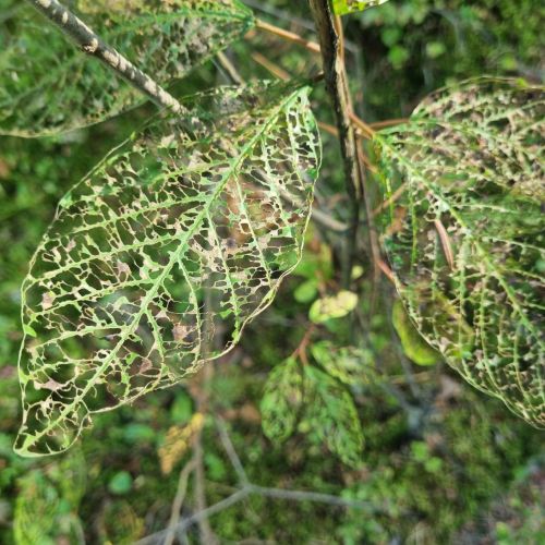 Bucculatrix frangutella