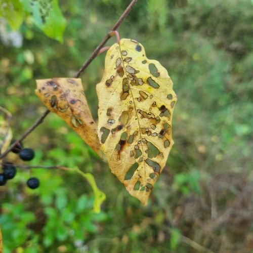 Bucculatrix frangutella