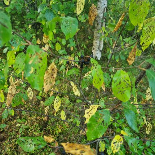 Bucculatrix frangutella