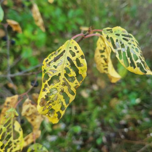 Bucculatrix frangutella