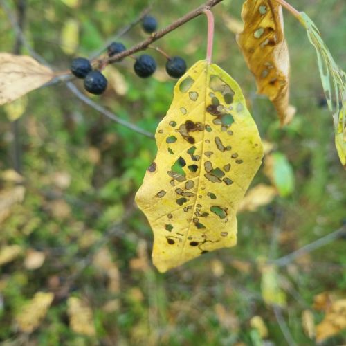 Bucculatrix frangutella