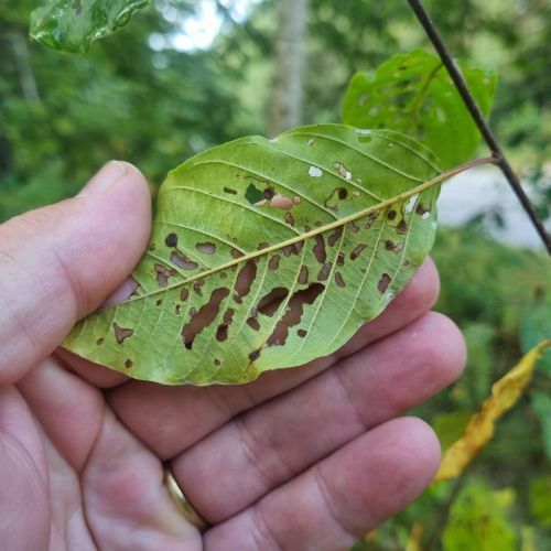 Bucculatrix frangutella