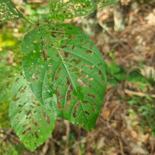 Bucculatrix frangutella