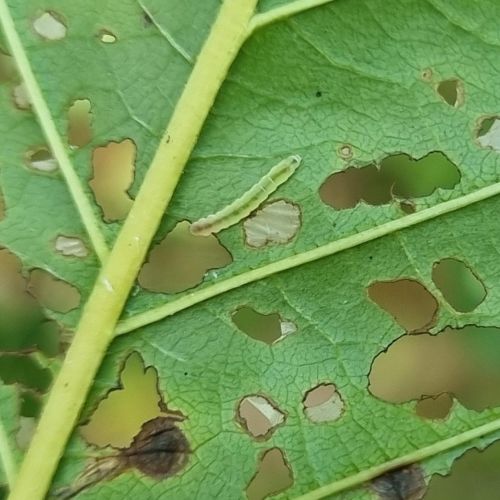 Bucculatrix frangutella