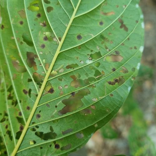 Bucculatrix frangutella