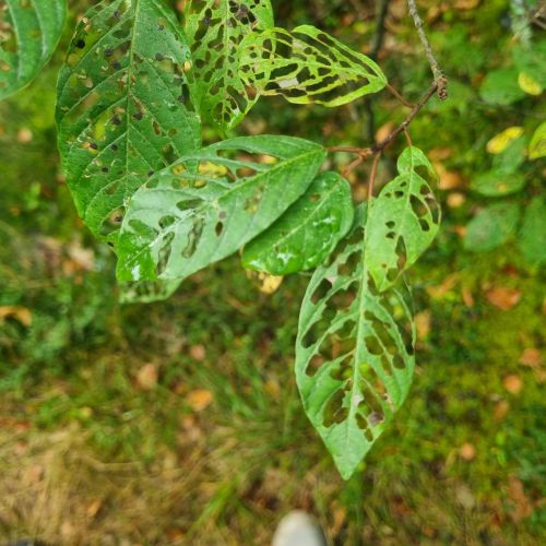 Bucculatrix frangutella