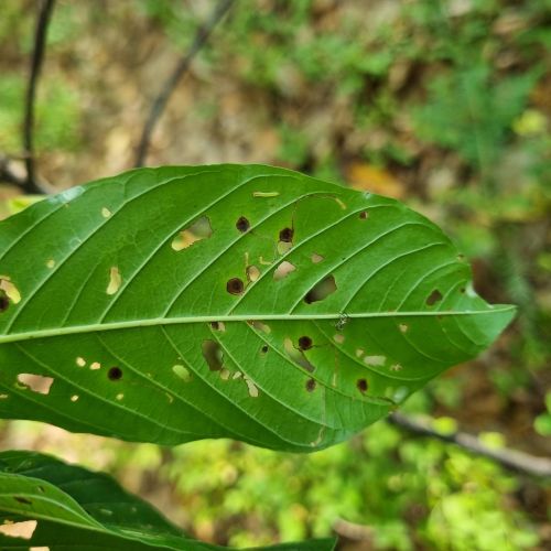 Bucculatrix frangutella