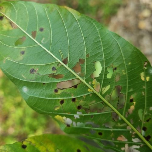 Bucculatrix frangutella