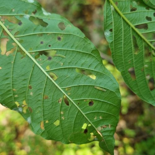 Bucculatrix frangutella