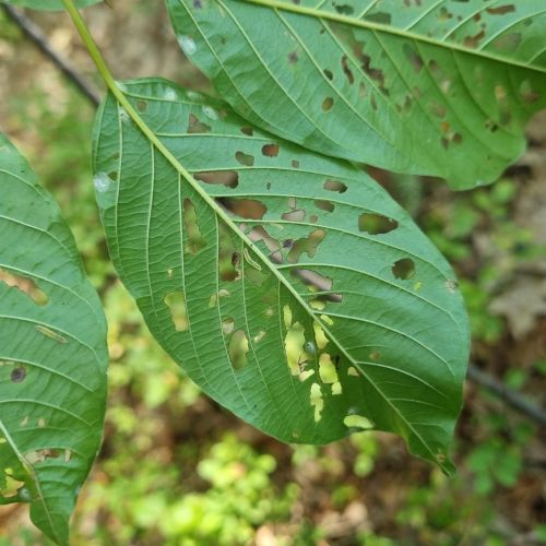 Bucculatrix frangutella