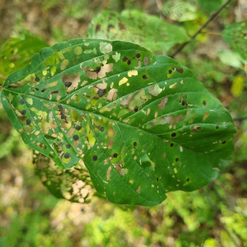 Bucculatrix frangutella