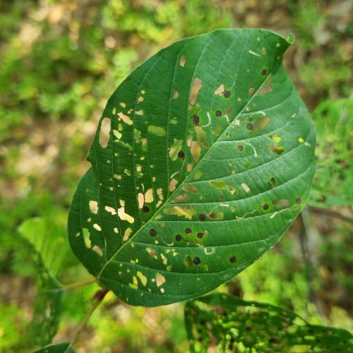 Bucculatrix frangutella