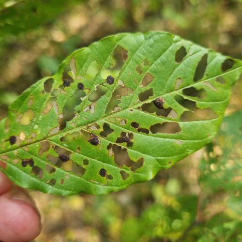 Bucculatrix frangutella