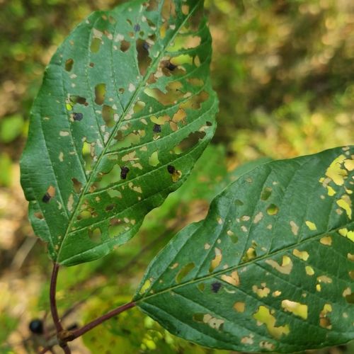 Bucculatrix frangutella