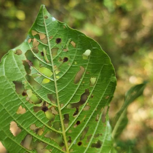 Bucculatrix frangutella