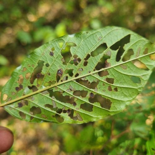 Bucculatrix frangutella