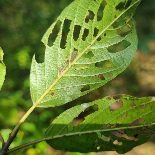 Bucculatrix frangutella