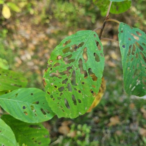 Bucculatrix frangutella