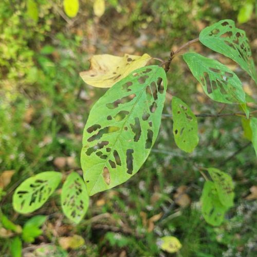 Bucculatrix frangutella