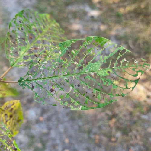 Bucculatrix frangutella