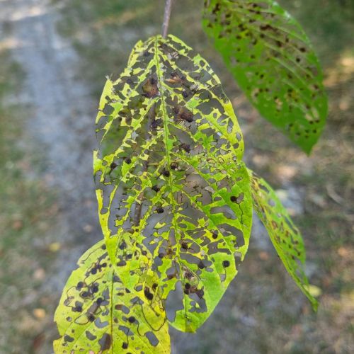 Bucculatrix frangutella