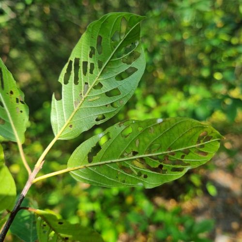 Bucculatrix frangutella